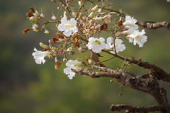 Radermachera xylocarpa